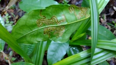 Agromyzidae