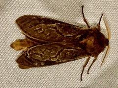 Oxycanus antipoda