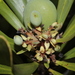 Garnieria spathulifolia - Photo (c) hervevan, algunos derechos reservados (CC BY-NC)
