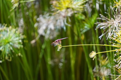 Trithemis annulata haematina