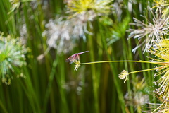 Trithemis annulata haematina
