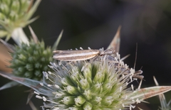 Pleurota aristella