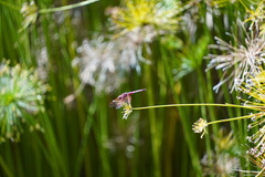 Trithemis annulata haematina