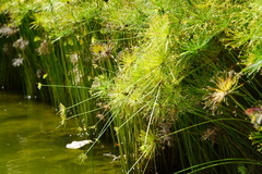 Cyperus