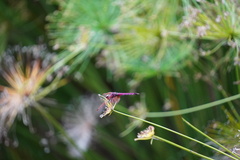 Trithemis annulata haematina