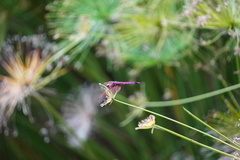 Trithemis annulata haematina