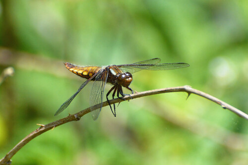 Broad-bodied chaser