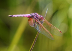 Trithemis annulata haematina