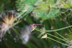 Trithemis annulata haematina