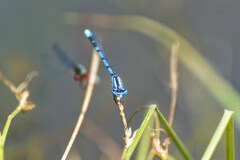 Enallagma cyathigerum