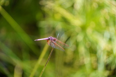 Trithemis annulata haematina