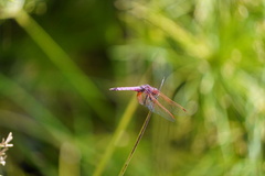 Trithemis annulata haematina