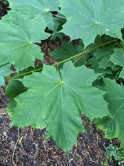 Acer platanoides