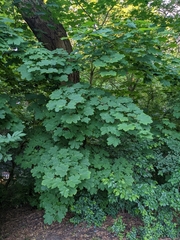 Acer platanoides