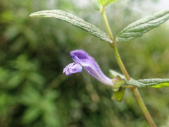 Scutellaria galericulata