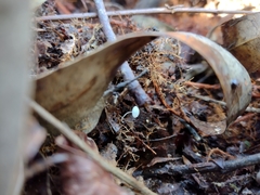 Fungi