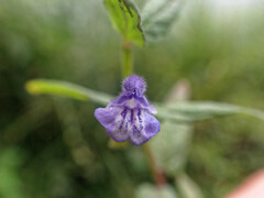 Scutellaria galericulata