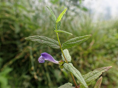 Scutellaria galericulata