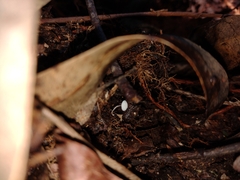 Fungi