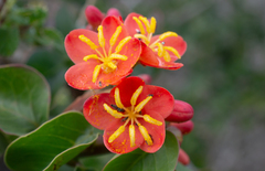 Jatropha mutabilis