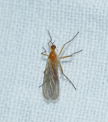 Empis lutea