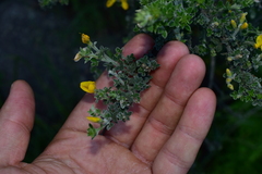 Genista canariensis image