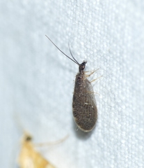 Sympherobius elegans