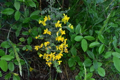 Genista canariensis image