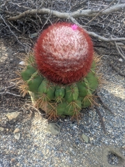 Melocactus macracanthos