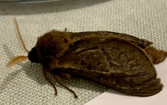 Oxycanus antipoda