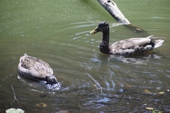 Anas platyrhynchos