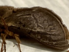 Oxycanus antipoda