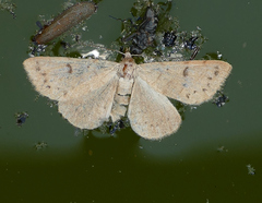 Hemeroplanis punitalis