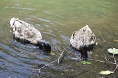 Anas platyrhynchos