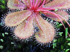 Drosera bulbosa