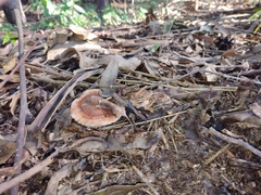 Fungi