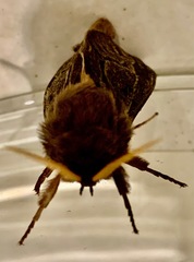 Oxycanus antipoda