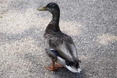 Anas platyrhynchos