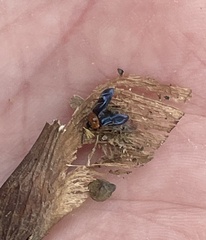 Kuschelina gibbitarsa