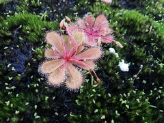 Drosera bulbosa