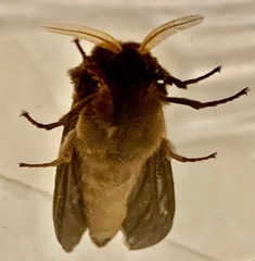 Oxycanus antipoda