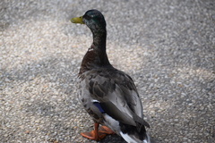 Anas platyrhynchos