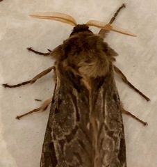 Oxycanus antipoda