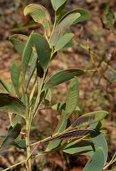 Acacia lazaridis