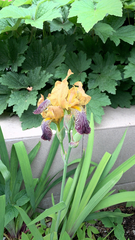 Iris × germanica