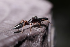 Myrmarachne inermichelis