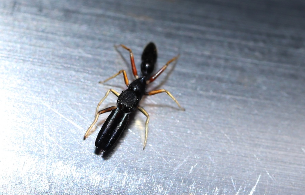 Myrmarachne inermichelis