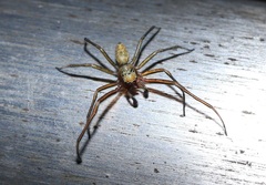 Phintella abnormis