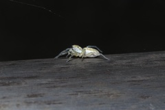 Phintella abnormis