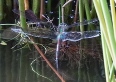 Anax imperator